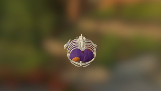 Canine Abdomen Colored 2 3D Model