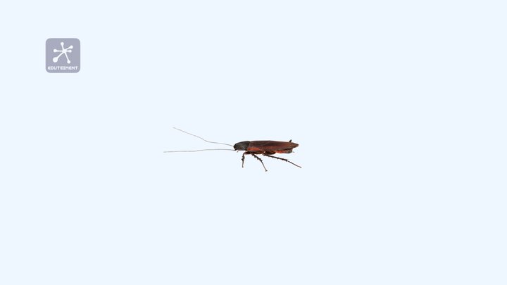 Cucaracha 3D Model