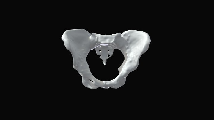 3D Pelvis polos 3D Model