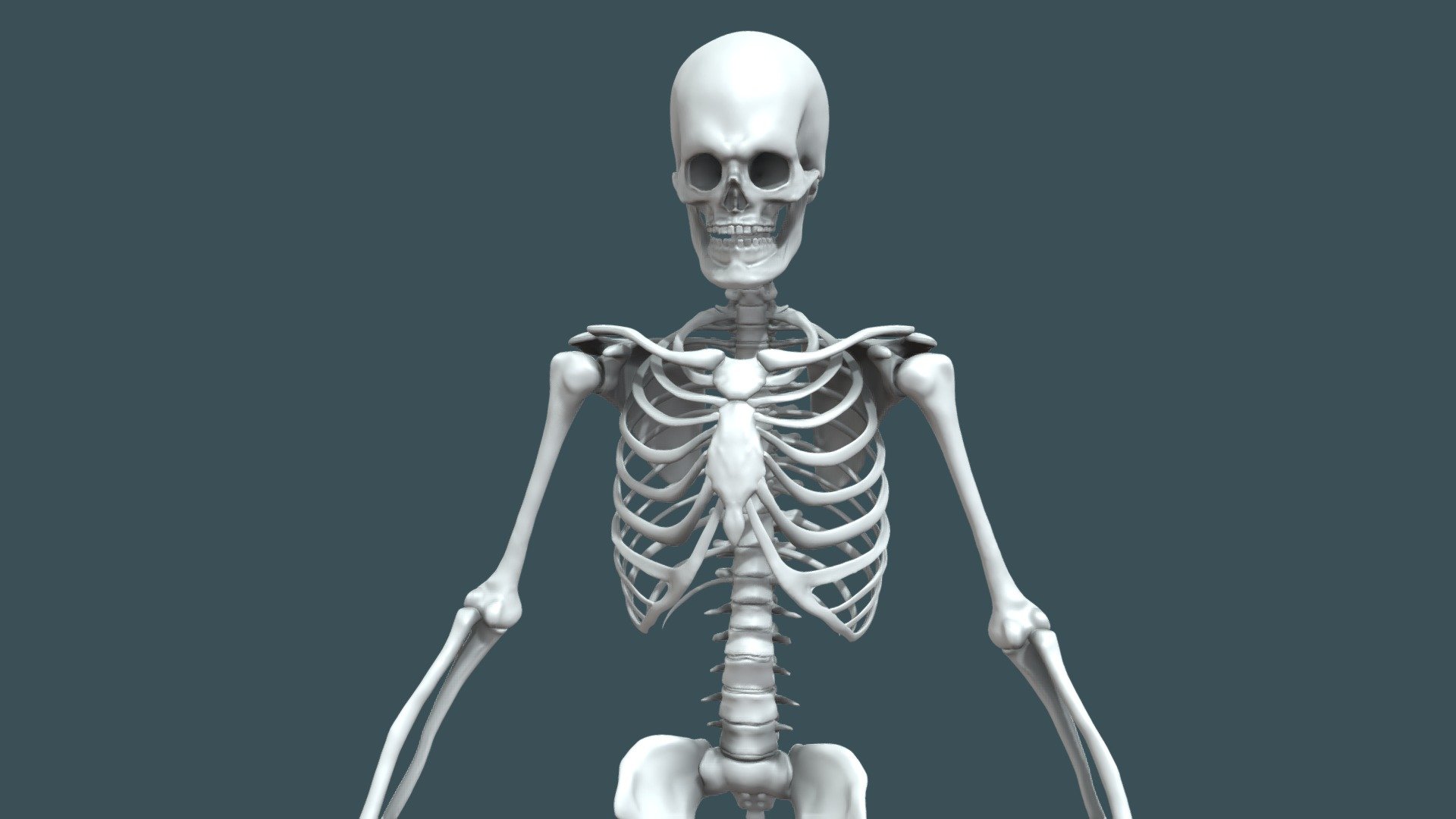 Skeleton - Anatomy study - Buy Royalty Free 3D model by StraXartS ...