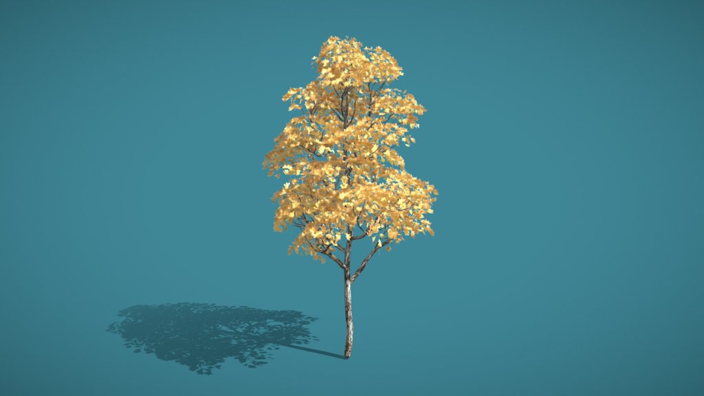 Platano Tree