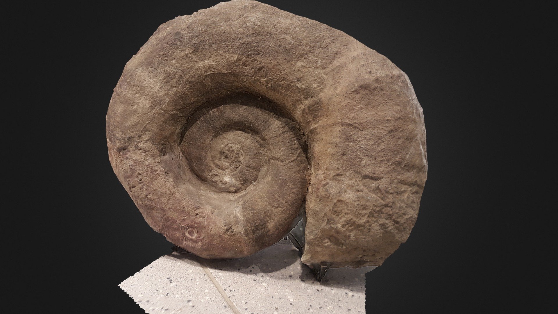 Ammonite (Larzac, Aveyron)