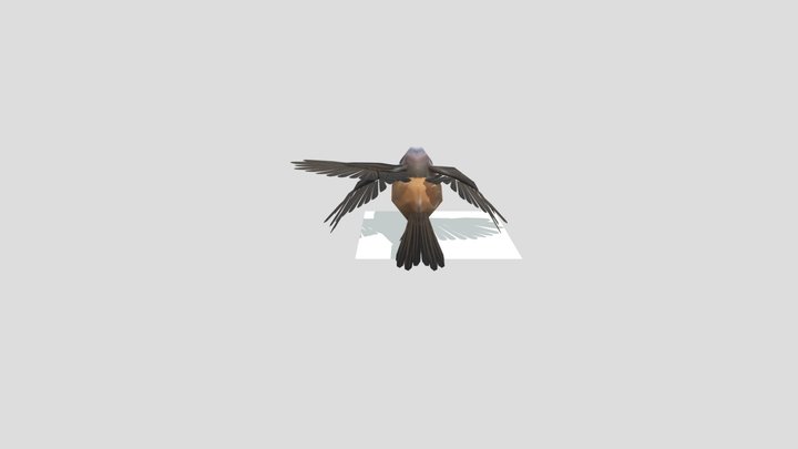 Mountain Shrike 3D Model