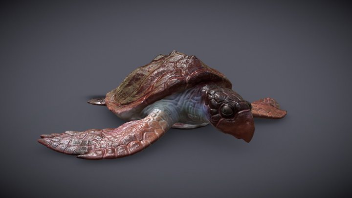 Caretta Caretta 3D Model