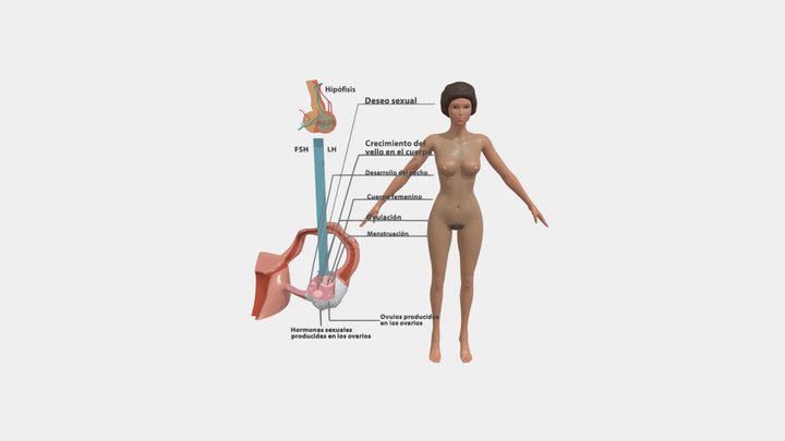 Mujer - Proceso Hormonal 3D Model
