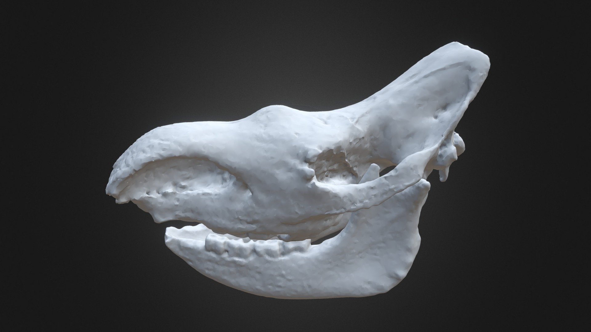 Woolly Rhino Skull - Buy Royalty Free 3D Model By Olof Moleman ...