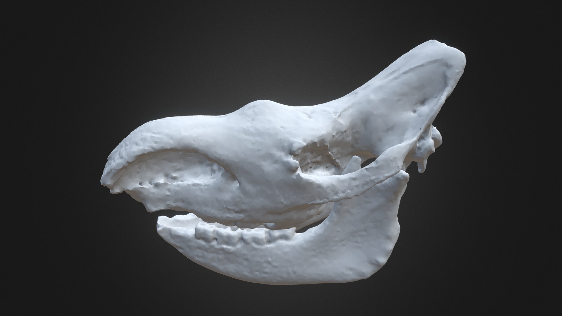 3D model Woolly Rhino Skull - This is a 3D model of the Woolly Rhino Skull. The 3D model is about a white snake with a black background.
