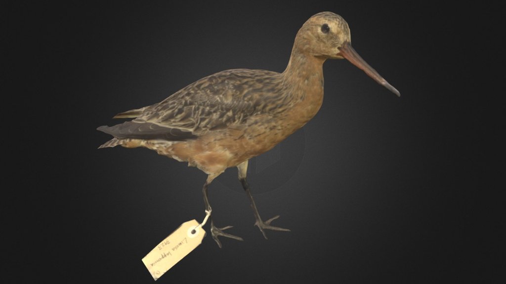 Bar-tailed Godwit / Kūaka