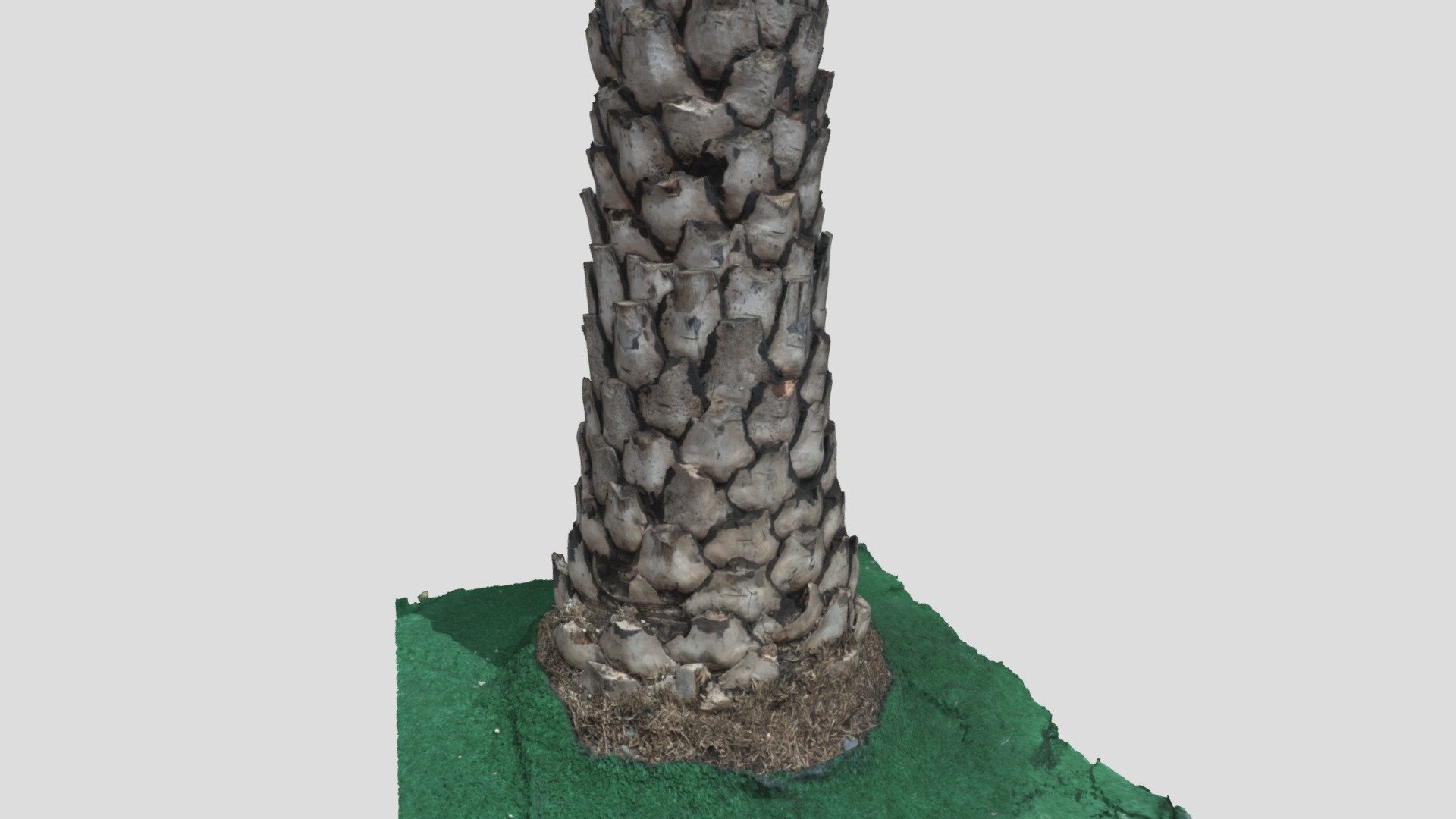 Tree 12 Scan
