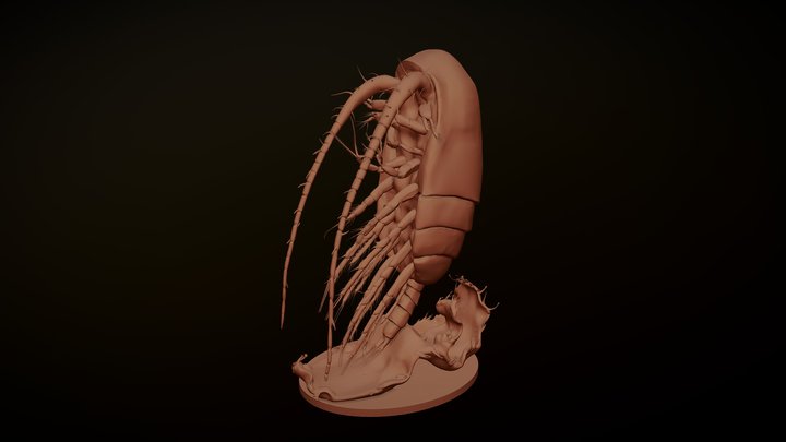Copépodo 3D Model