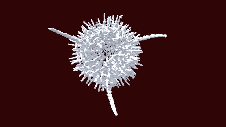Specimen B GP 26 E1 3D Model