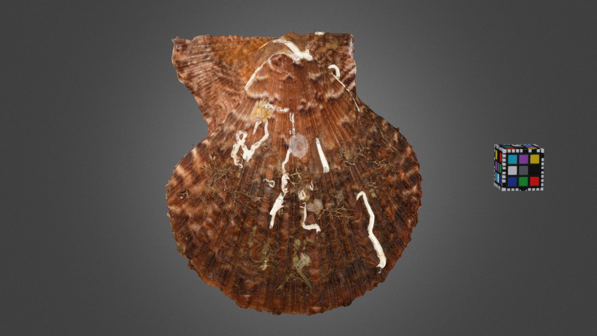 アカザラガイ Farrer's Scallop, A. farreri akazara