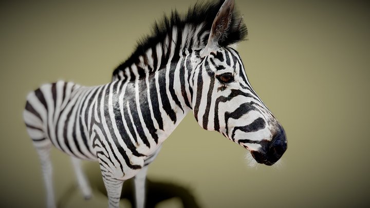 zebra 3D Model