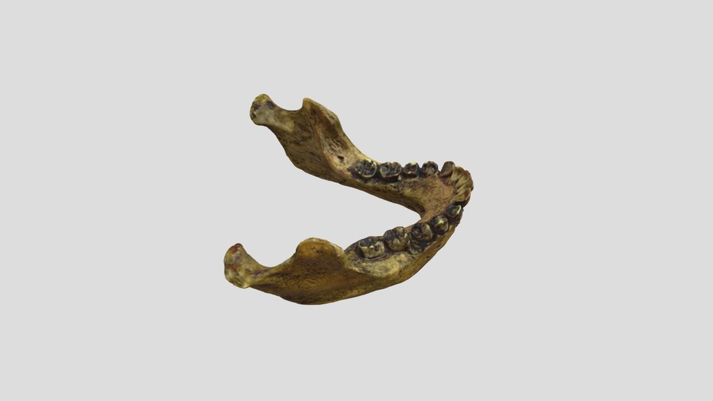 KNM-WT 15000 (Turkana Boy) - Mandible