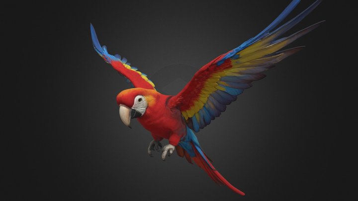Scarlet Macaw in Flight – Rigged Bird
