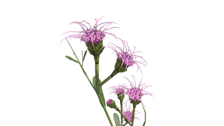 Carphephorus Bellidifolius 3D Model