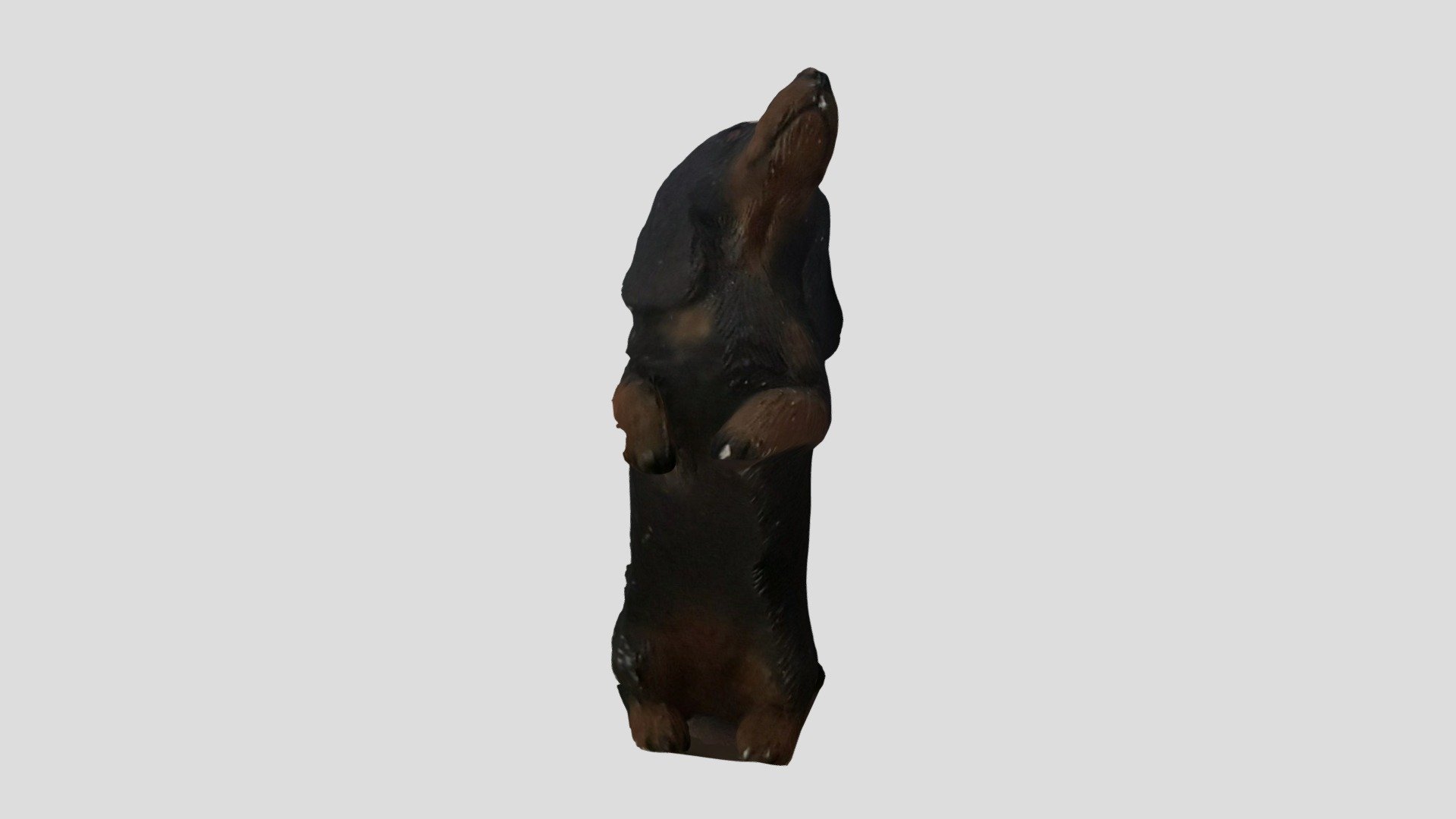 dachshund