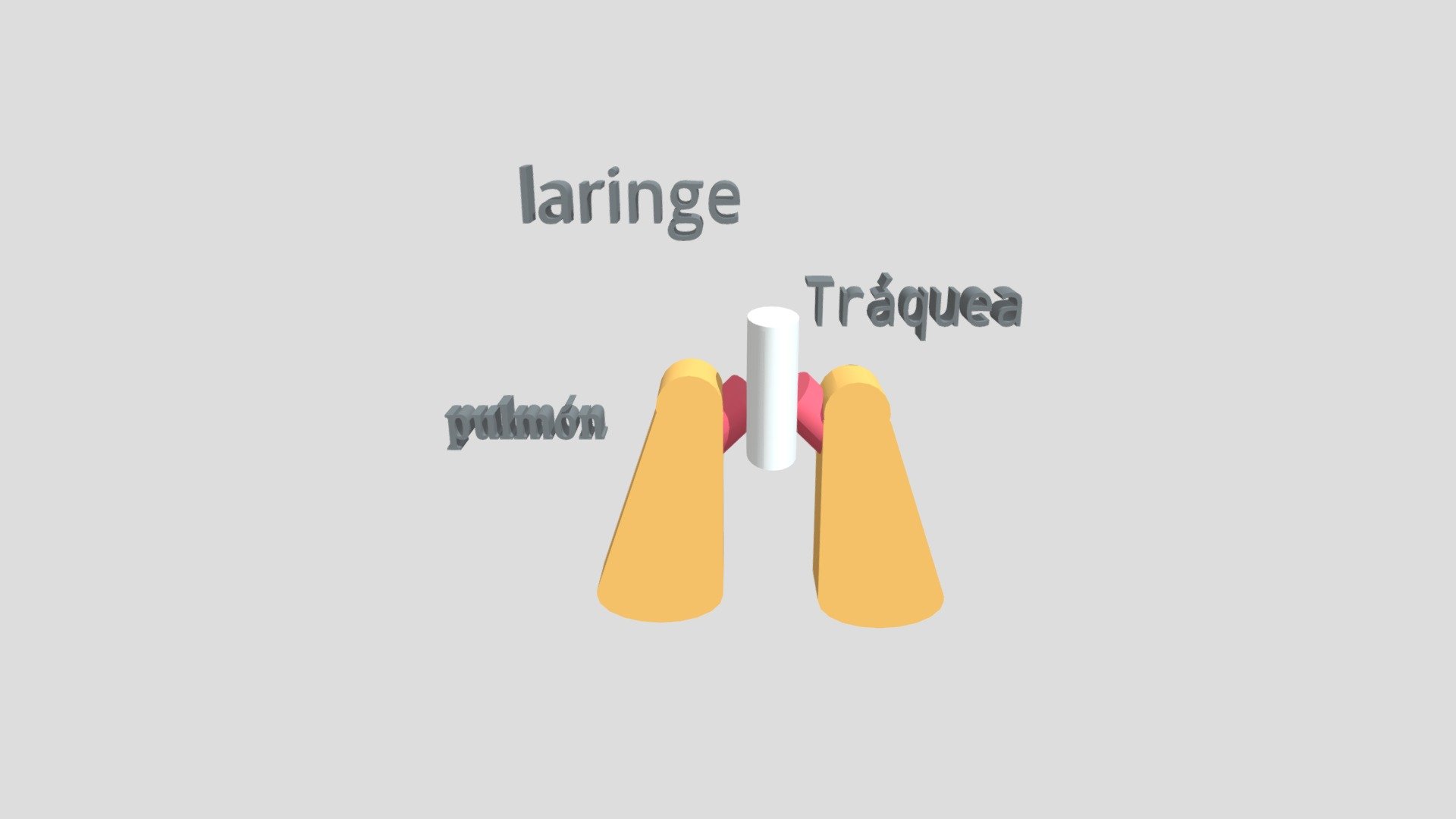 pulmones