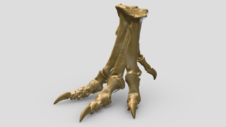 Tyrannosaurus right foot skeleton 3D Model