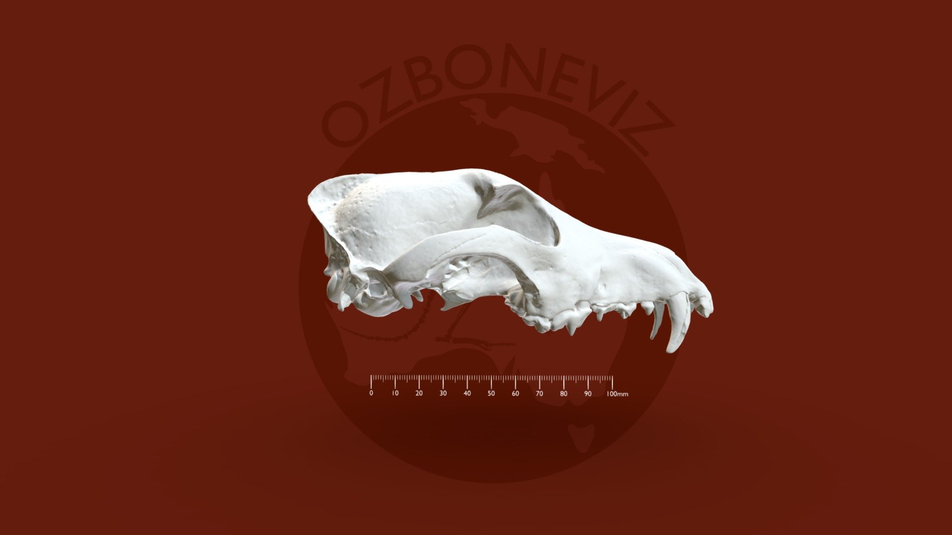 Dingo cranium - 3D model by Ozboneviz [ef6b53a] - Sketchfab