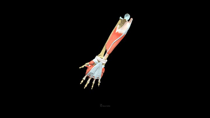 Deep facia v2 3D Model
