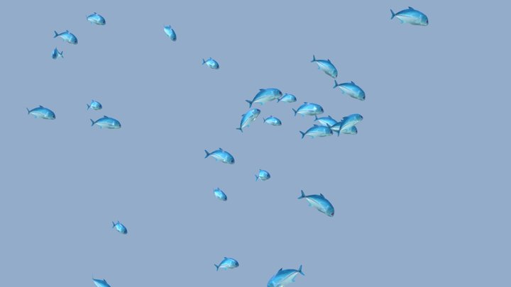 Schooling Fish 3D Model