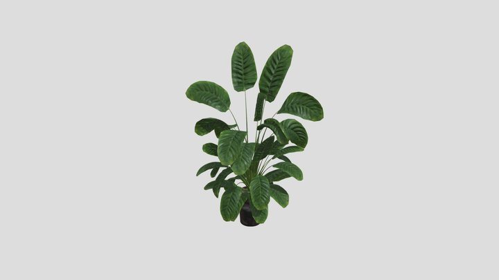 Sj Monstera 06