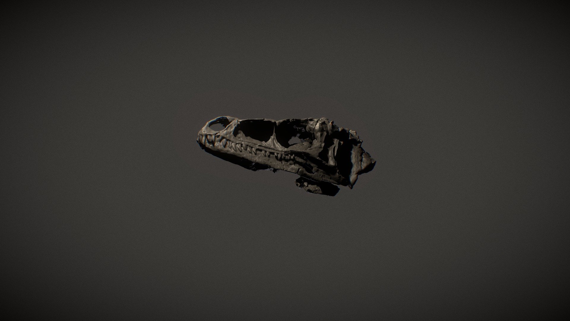 Eoraptor lunensis