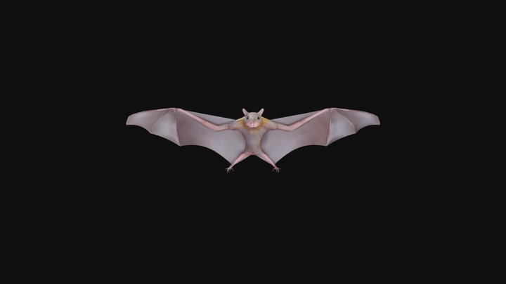 Fruit Bat 3D Model
