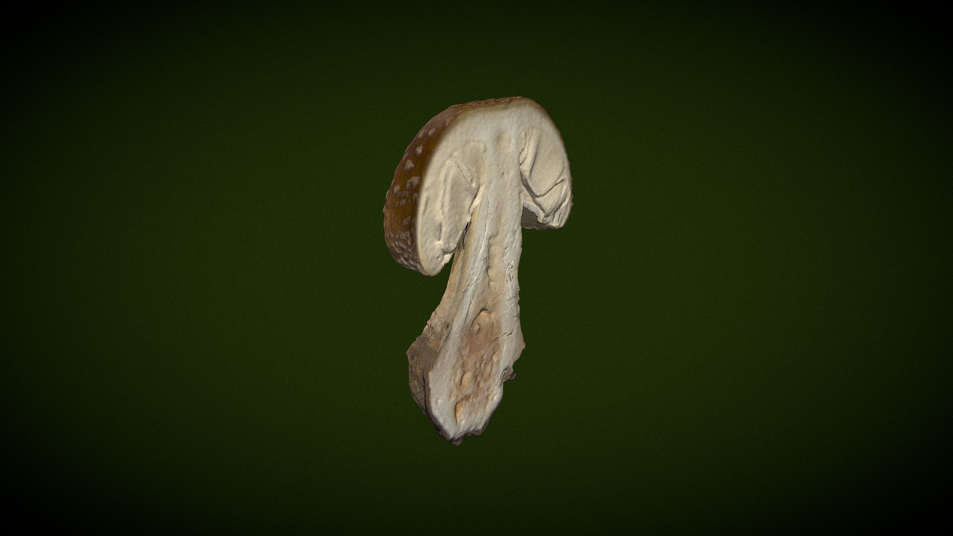 Real fungus scan 3D - Amanita excelsa