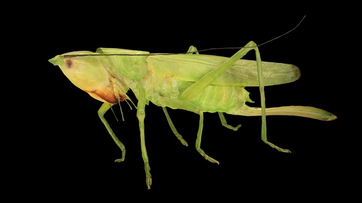CC0 カヤキリ 🦗 ♀ Kayakiri Conehead Katydid