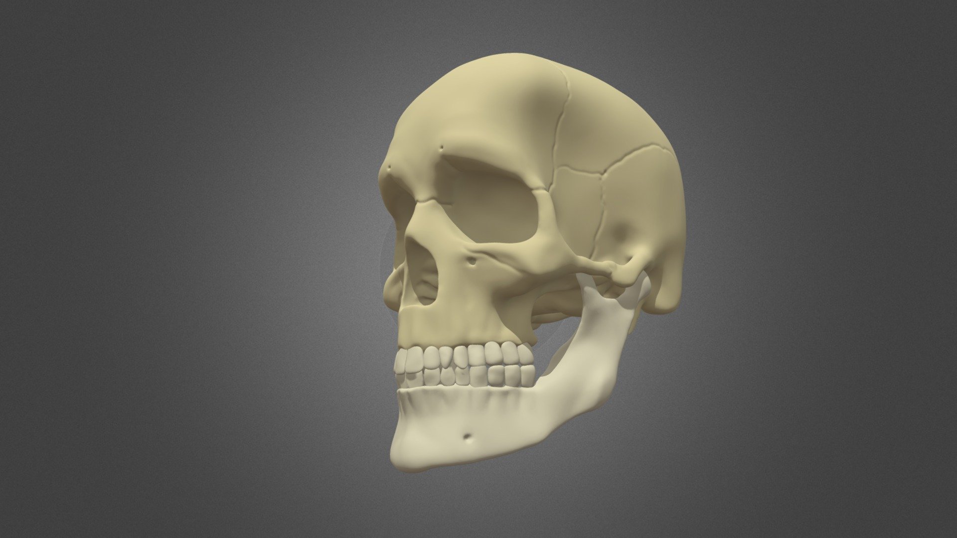 Skull - Download Free 3D Model By Pinkycolada [ef74e06] - Sketchfab