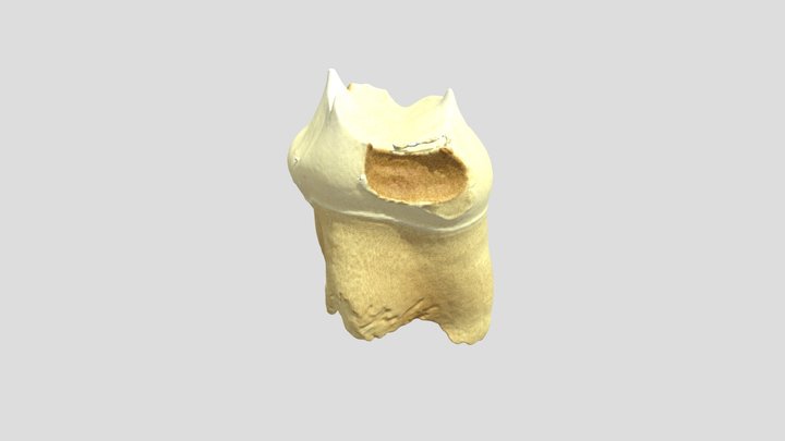 URSM2_D 3D Model