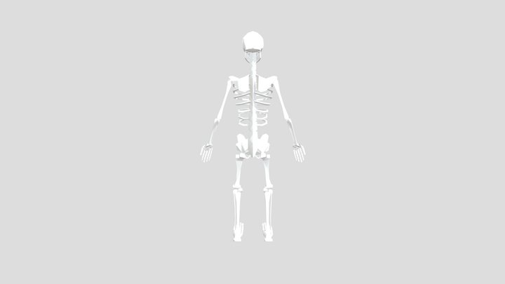 Rigged Human Skeleton - Animated 3D Model