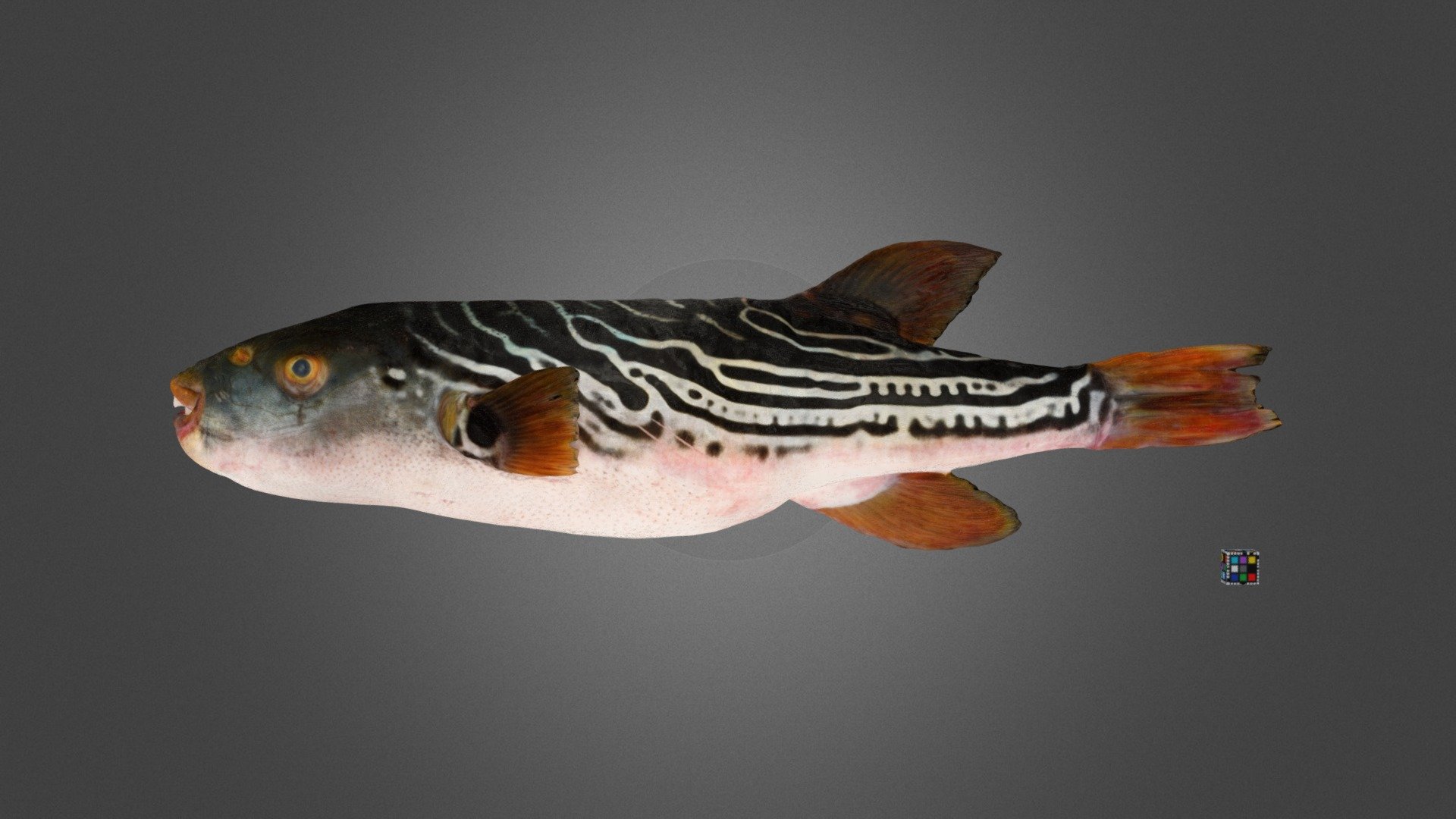 シマフグ Striped Pufferfish, Takifugu xanthopterus