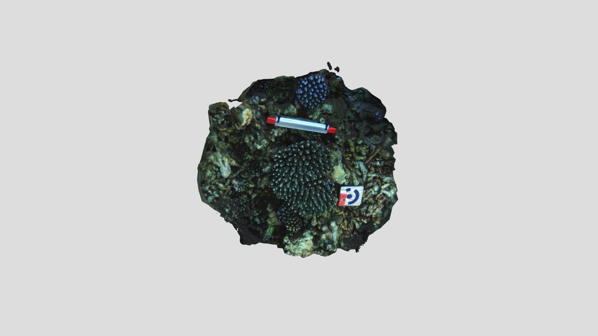 Acropora humilis