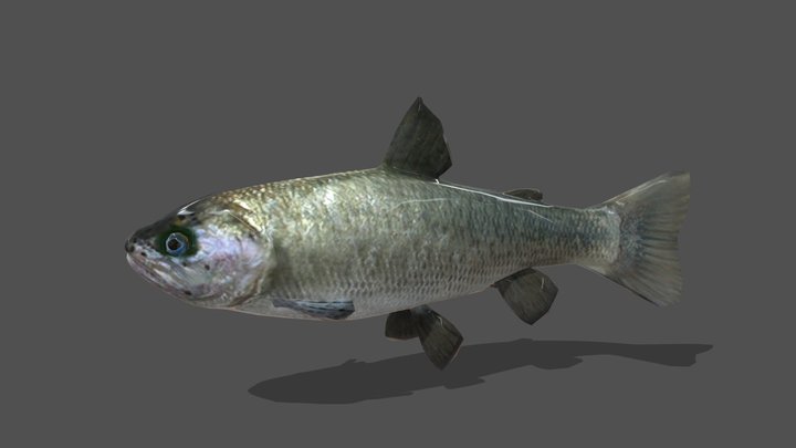 Animated Trout – 3D Animal Model – Modello 3D gratuito STL