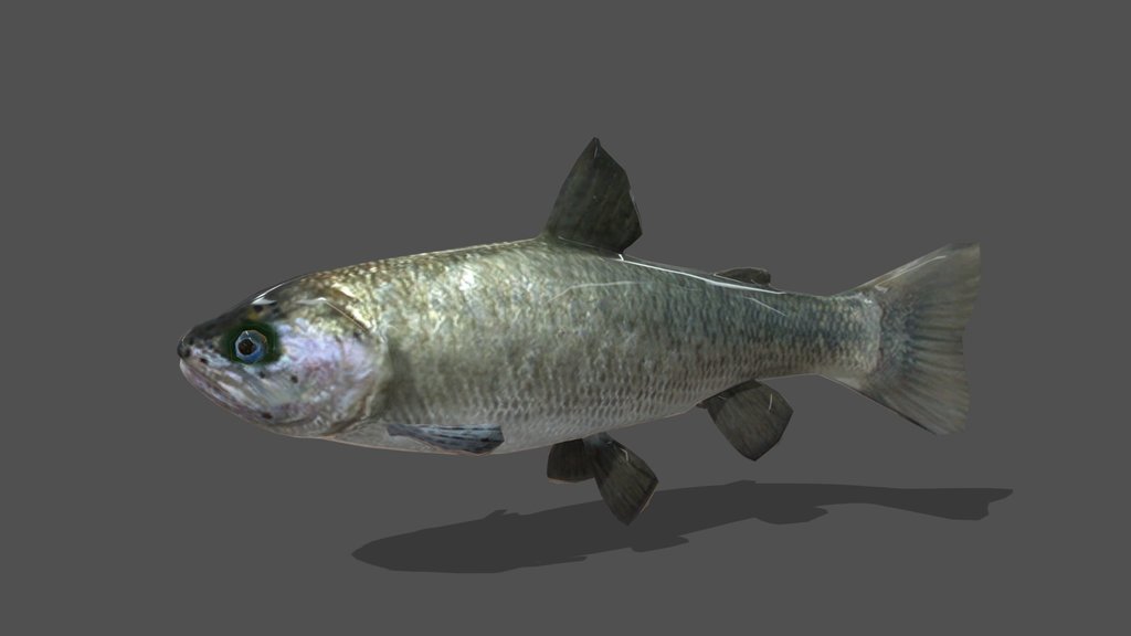 Animated Trout – 3D Animal Model