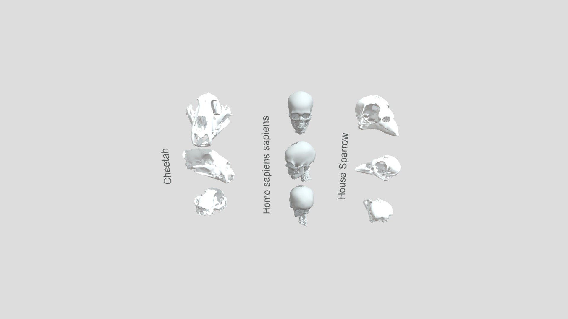 House sparrow, Cheetah and Human - Skull Compare