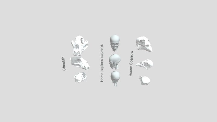 House sparrow, Cheetah and Human - Skull Compare 3D Model