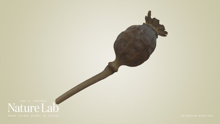 Poppy Seed Pod – Kostenloses 3D-Modell STL