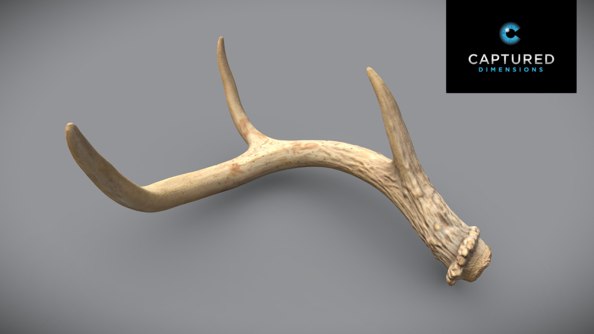 3D model White-Tailed Deer Right Shed Antler 1 - This is a 3D model of the White-Tailed Deer Right Shed Antler 1. The 3D model is about a banana with a long stem.