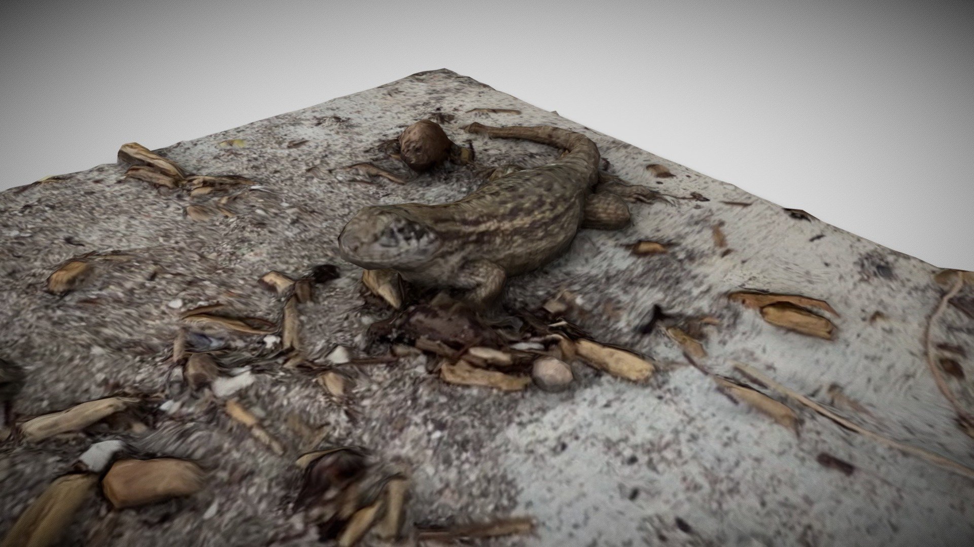 Floridian Lizard at Hallandale Beach