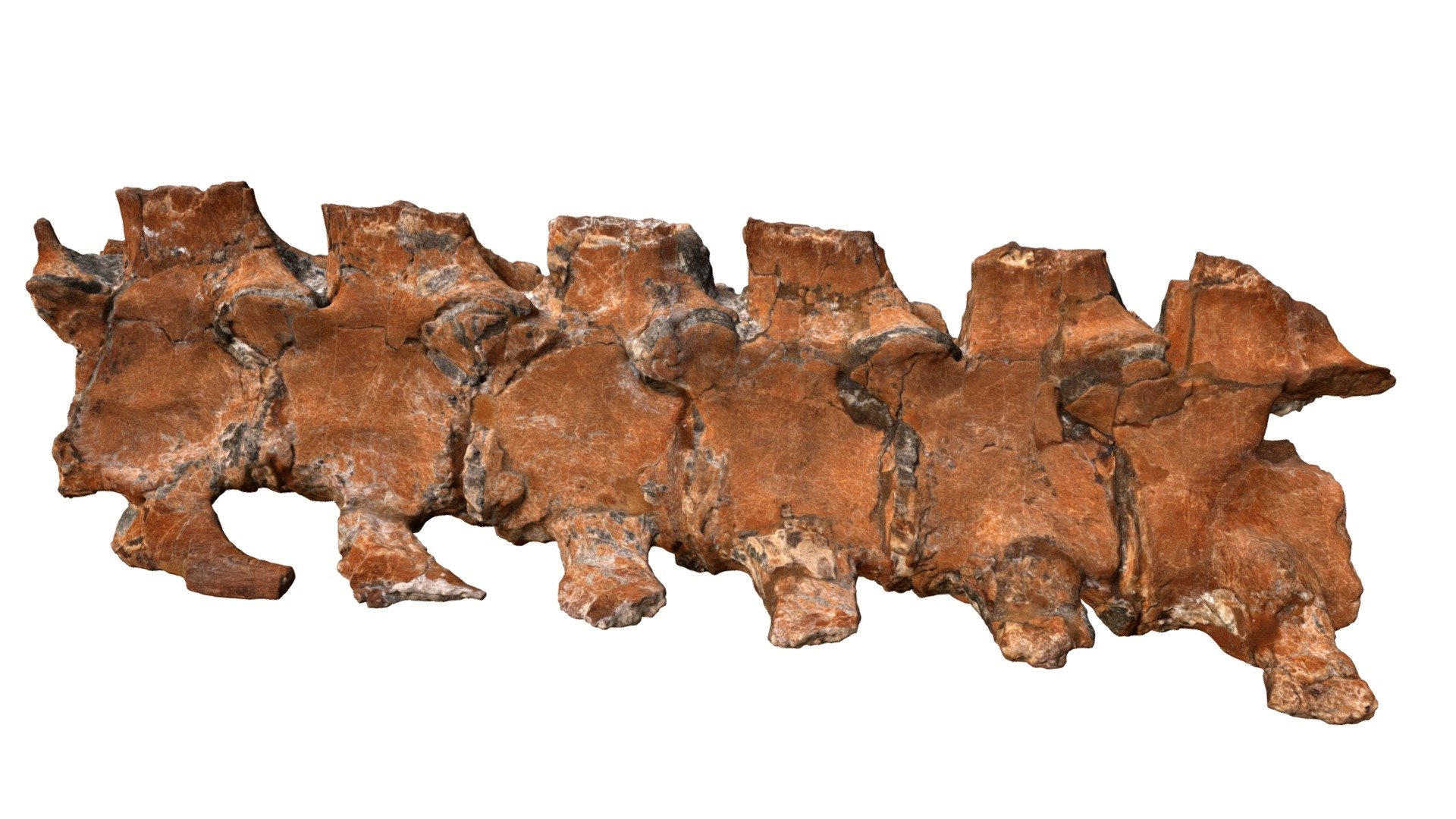 Microcleidus melusinae TV434 Holotype - d — Sketchfab embed 3D viewer