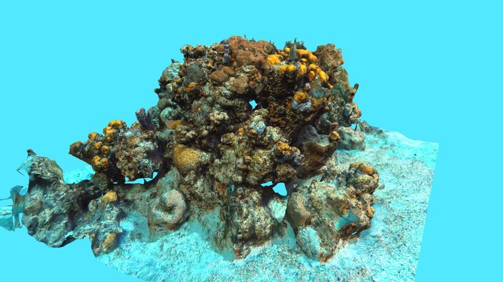 Underwater Coral Reef Photogrametry 3D Scan 3D Model