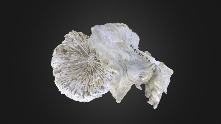 Coral: Scolymia lacera (PRI 76871) – Modelo 3D gratuito STL