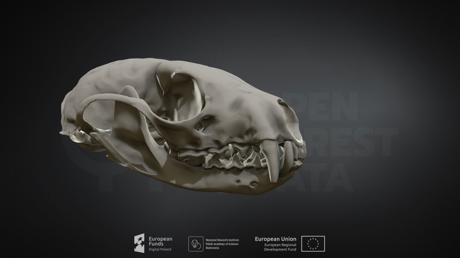 Martes martes (European pine marten)(Kuna leśna)