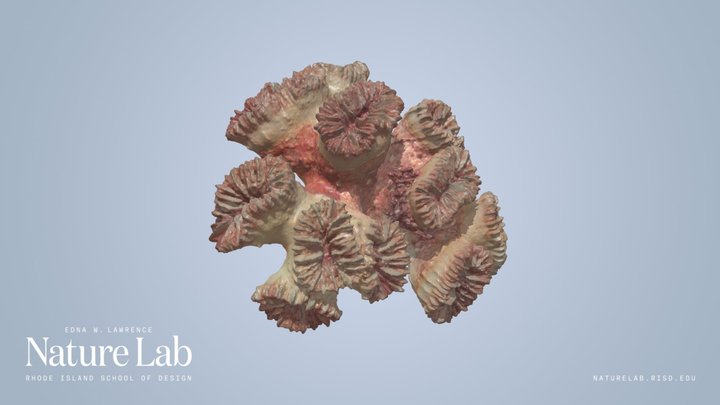Blastomussa coral fragment – Modelo 3D gratuito STL