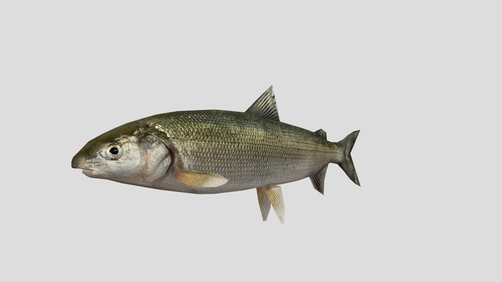 Fish_Mesh 3D Model