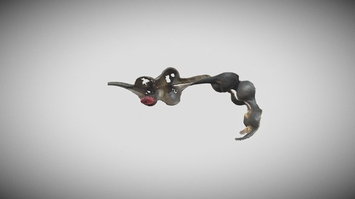 Dermatophyllum secundiflorum 3D Model
